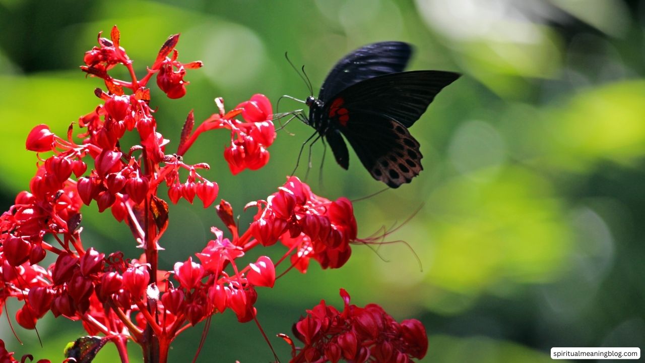 Black Butterfly Songs Spiritual Meaning