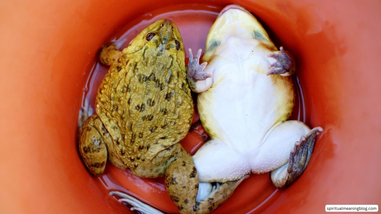 Dead Frog Spiritual Meaning