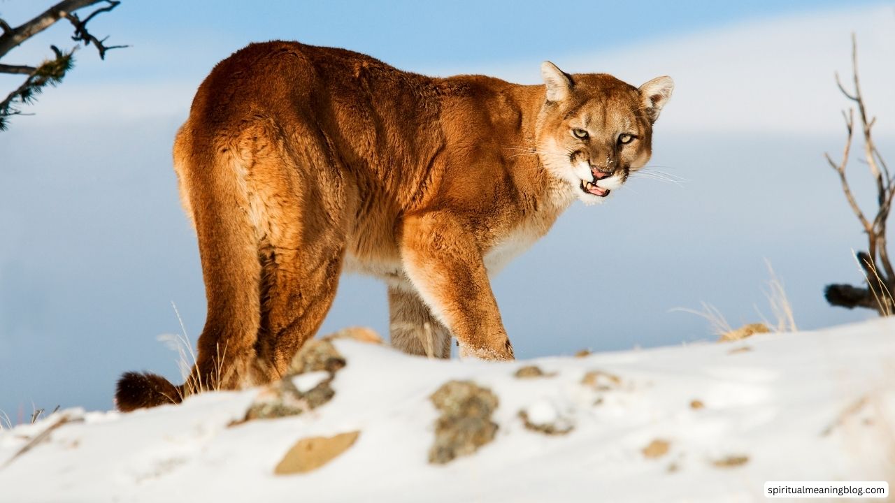 Mountain Lion Spiritual Meaning