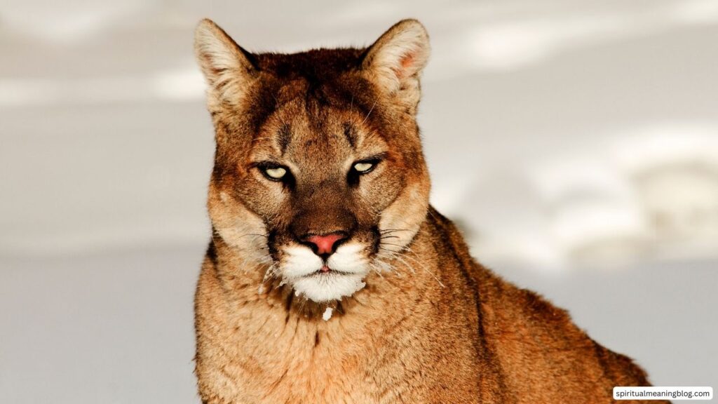 Mountain Lion Spiritual Meaning