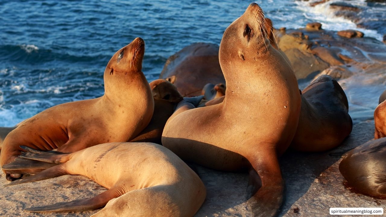 Sea Lion Spiritual Meaning