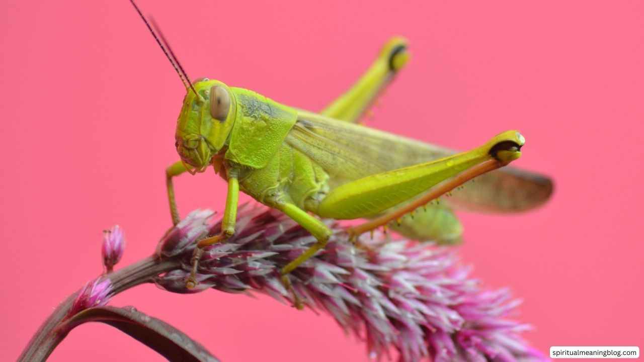 Spiritual Meaning Of Seeing a Grasshopper