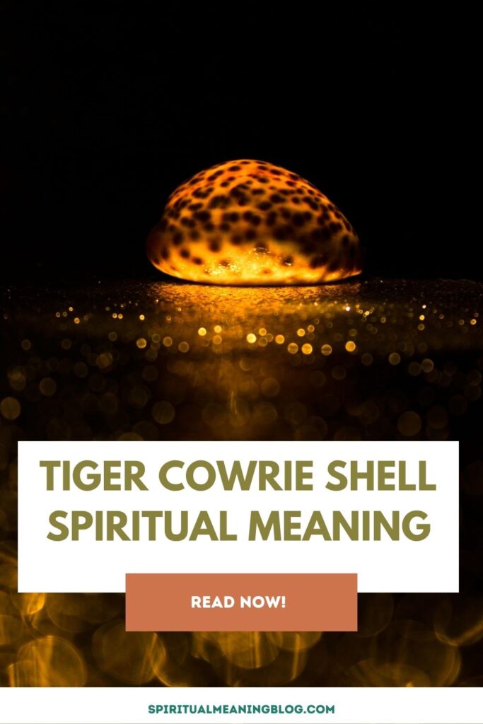 Tiger Cowrie Shell Spiritual Meaning