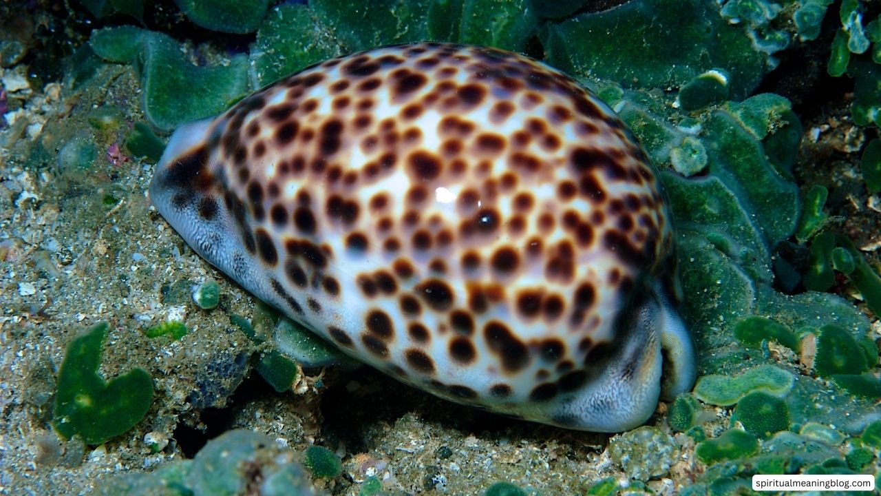 Tiger Cowrie Shell