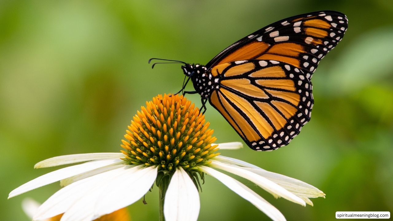 What Is The Spiritual Meaning Of Seeing A Monarch Butterfly?