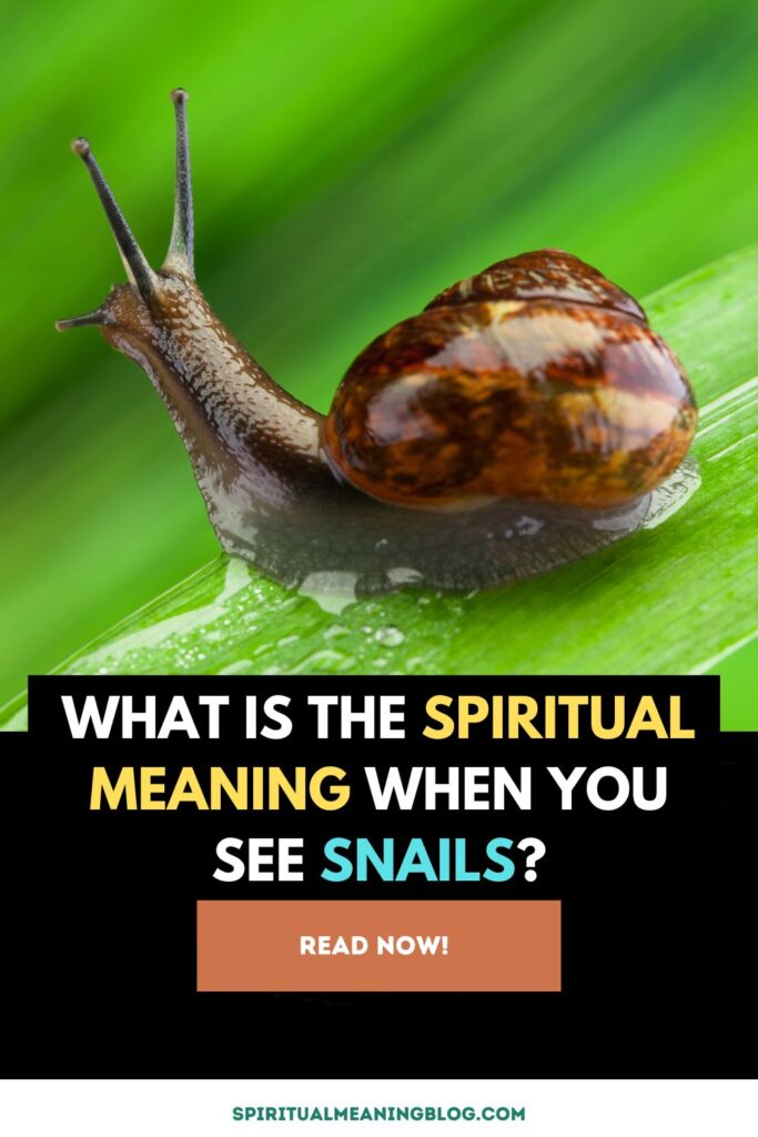 What is the Spiritual Meaning When You See Snails?