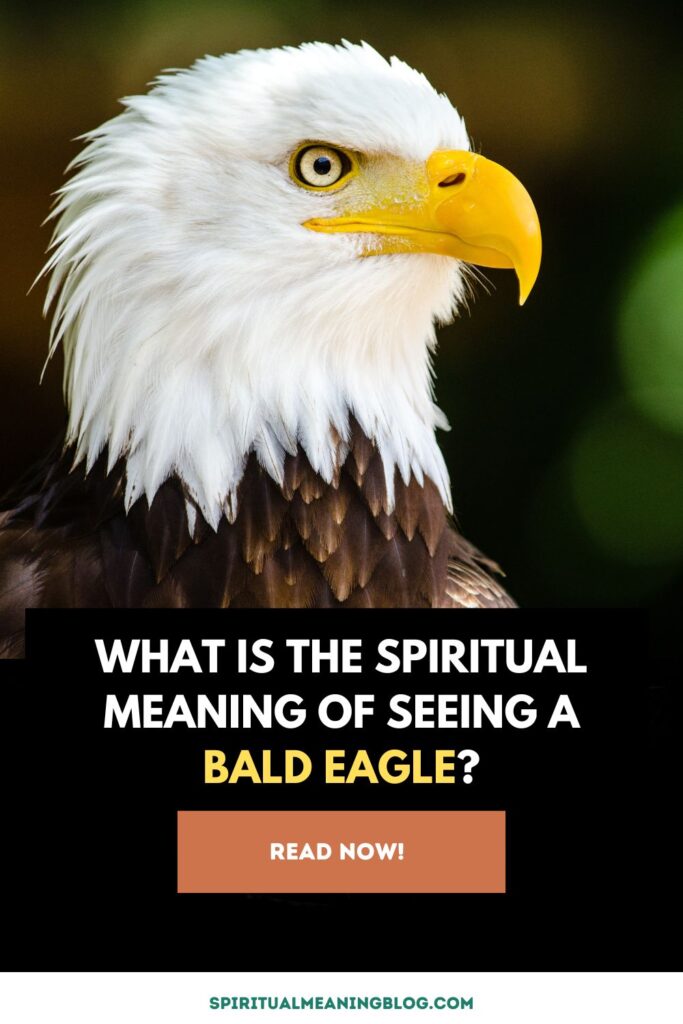 What is the Spiritual Meaning of Seeing a Bald Eagle?