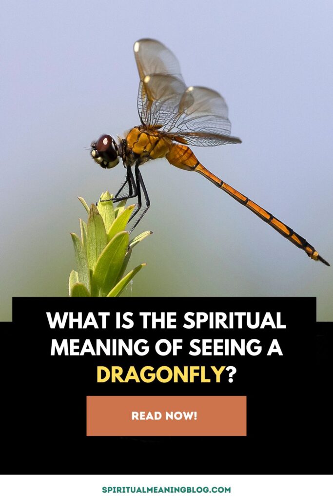 What is the Spiritual Meaning of Seeing a Dragonfly?