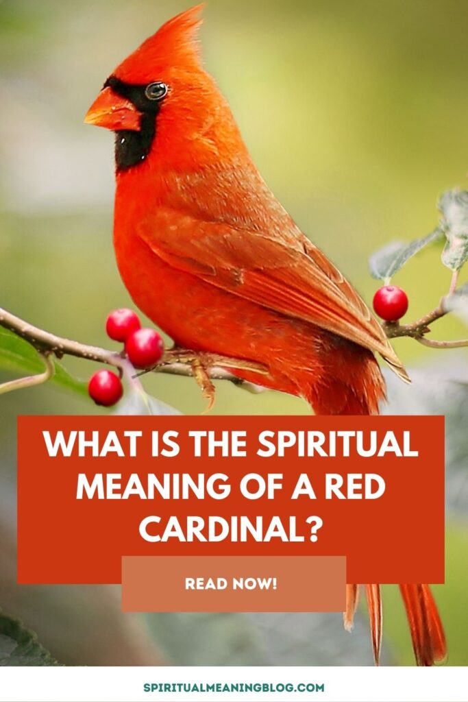 What is the Spiritual Meaning of a Red Cardinal?