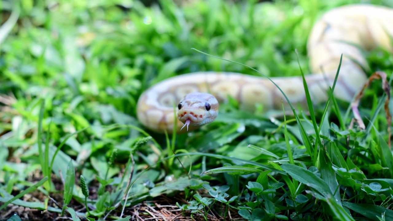 Being Chased by A Snake in A Dream