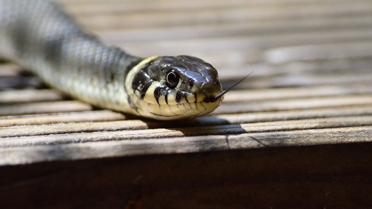 Being Chased by A Snake in A Dream