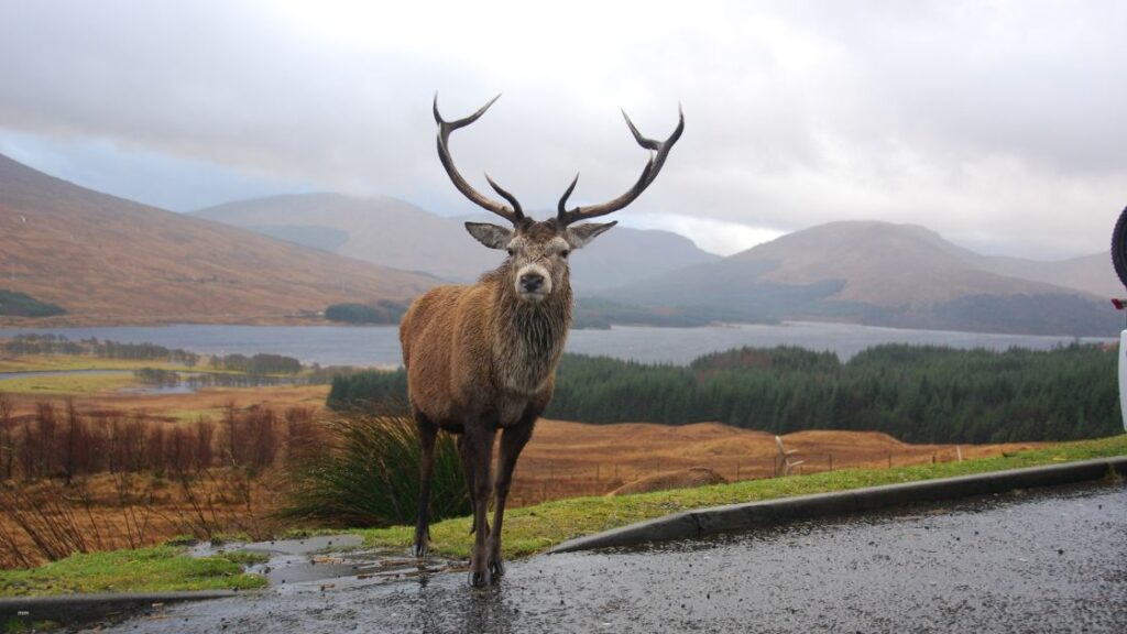 Deer Antlers and the Horned God in Paganism