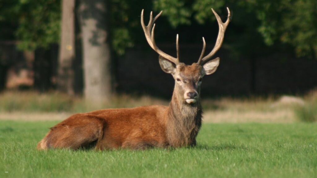 Deer Antlers as a Symbol of Transformation
