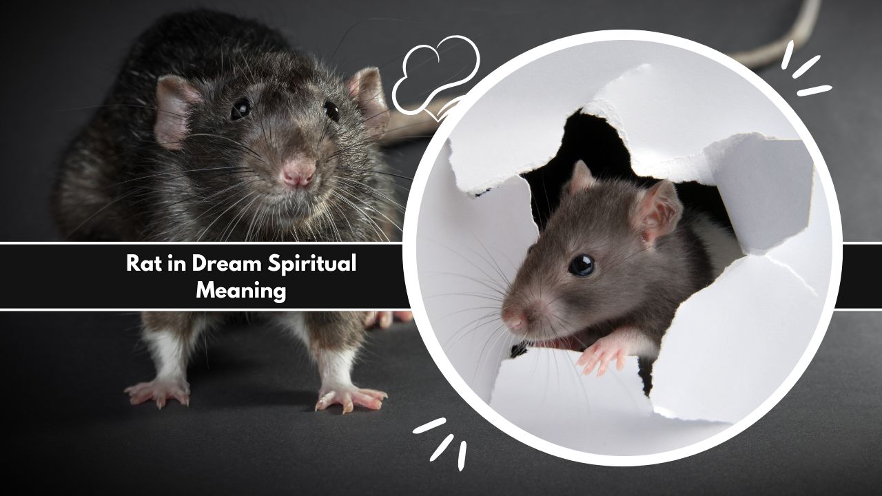 Rat in Dream Spiritual Meaning