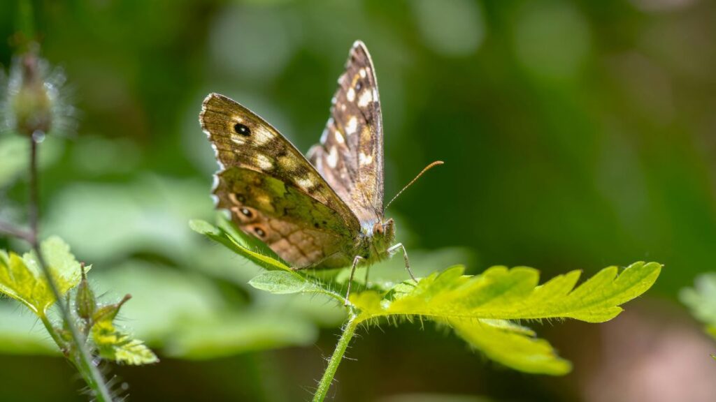 Speckled Wood Butterfly Spiritual Meaning