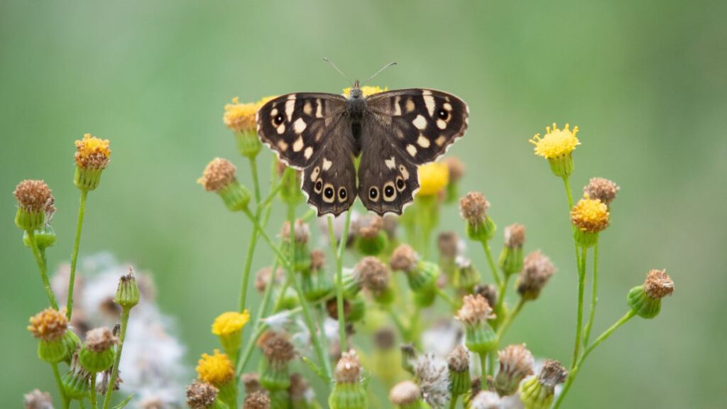 Speckled Wood Butterfly and Love, Twin Flames, and Relationships