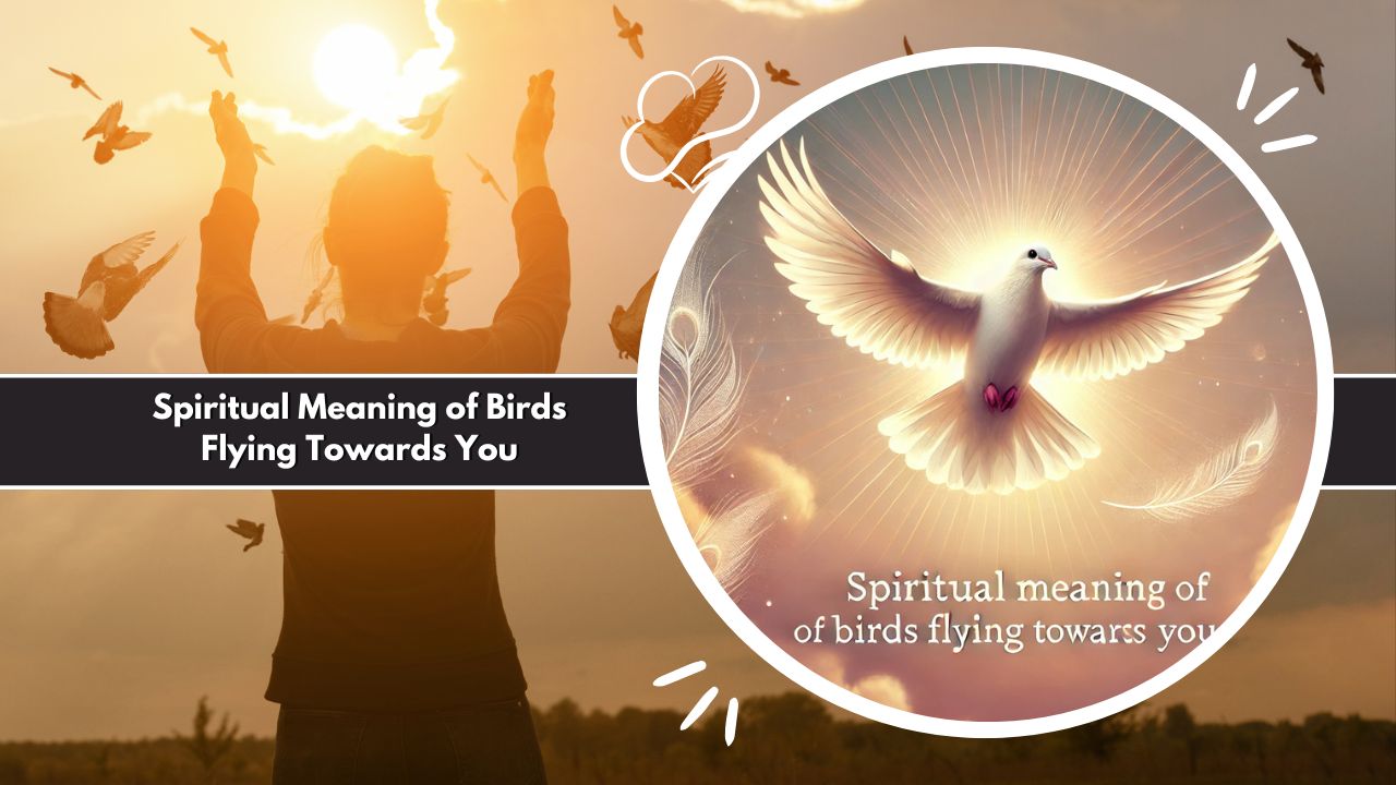 Spiritual Meaning of Birds Flying Towards You