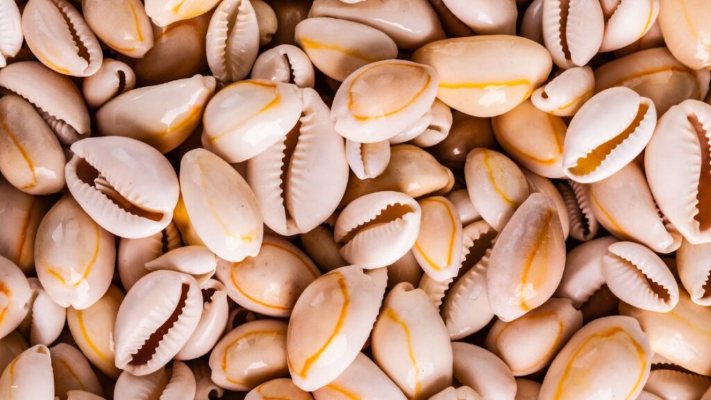 Spiritual Meaning of Cowrie Shells: Luck or Fate?