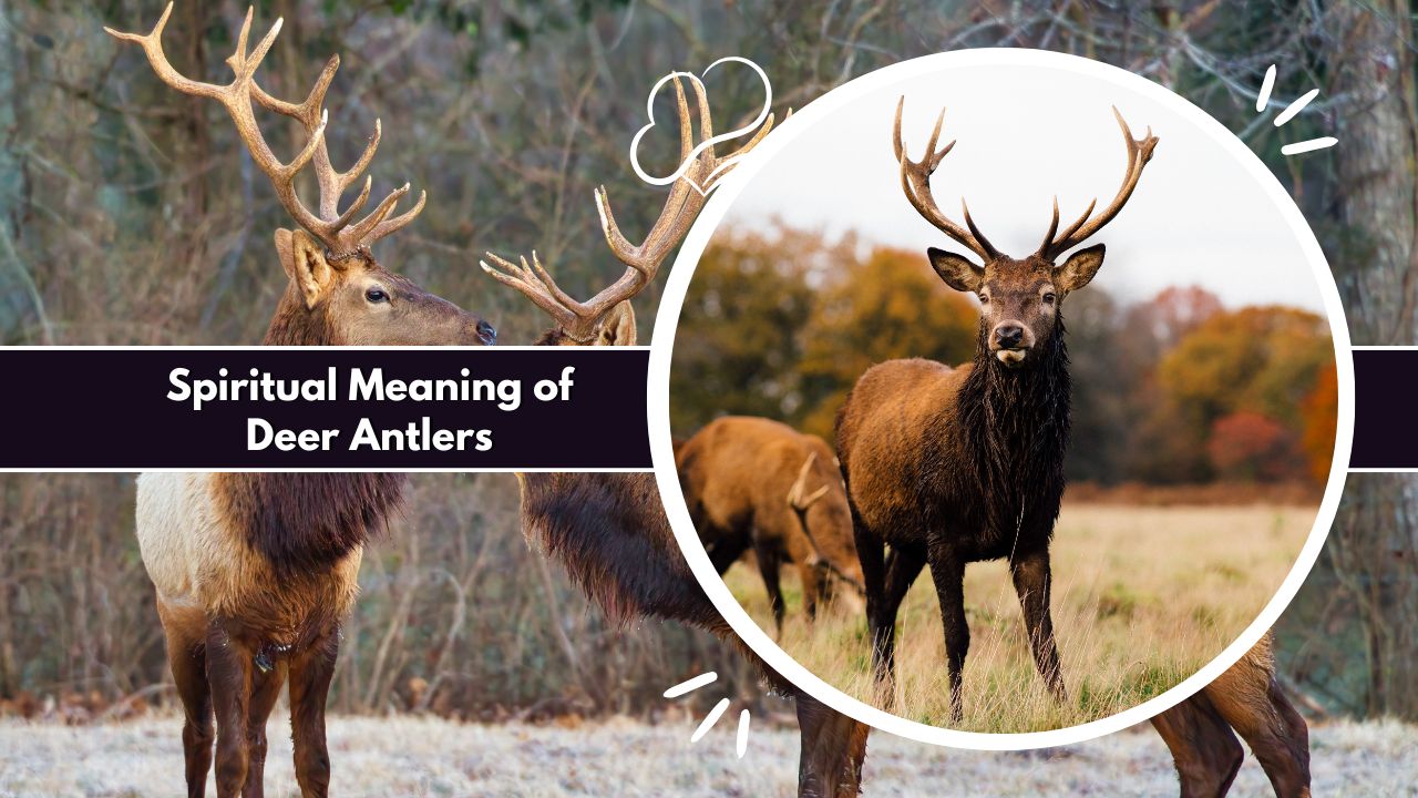 Spiritual Meaning of Deer Antlers