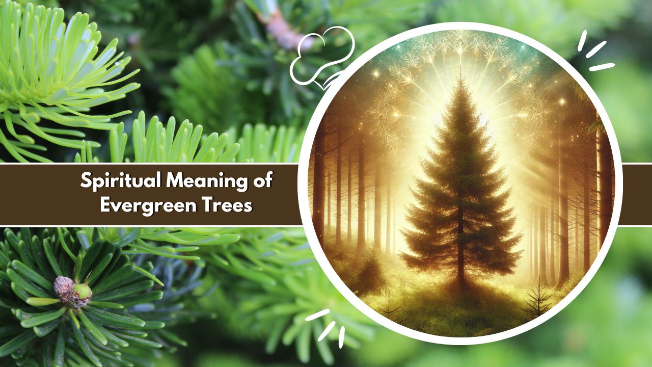 Spiritual Meaning of Evergreen Trees