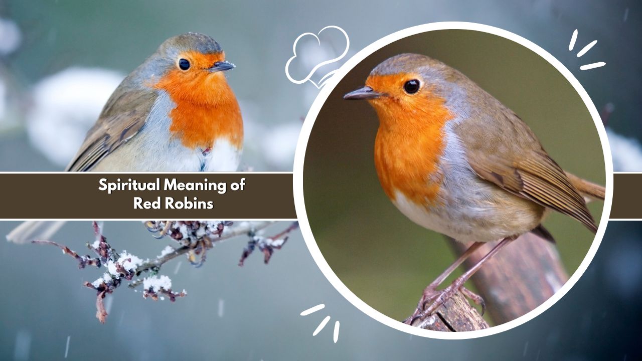 Spiritual Meaning of Red Robins