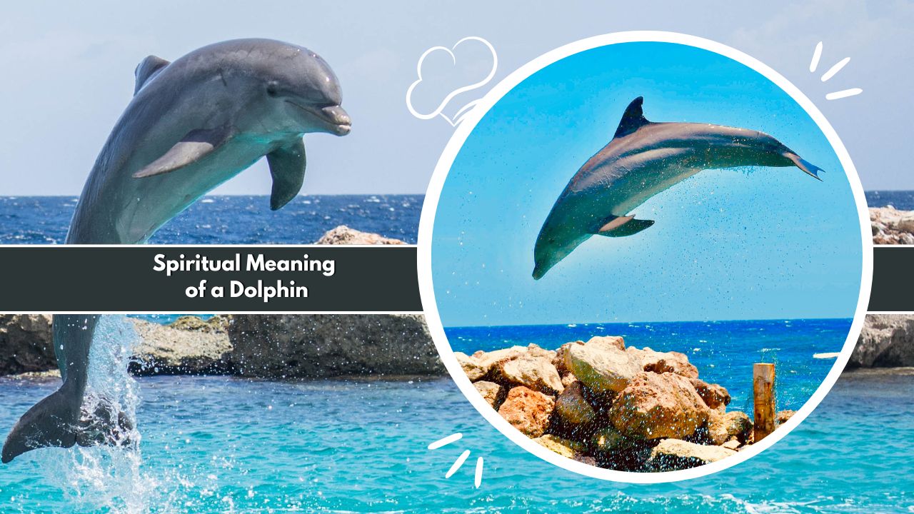 Spiritual Meaning of a Dolphin