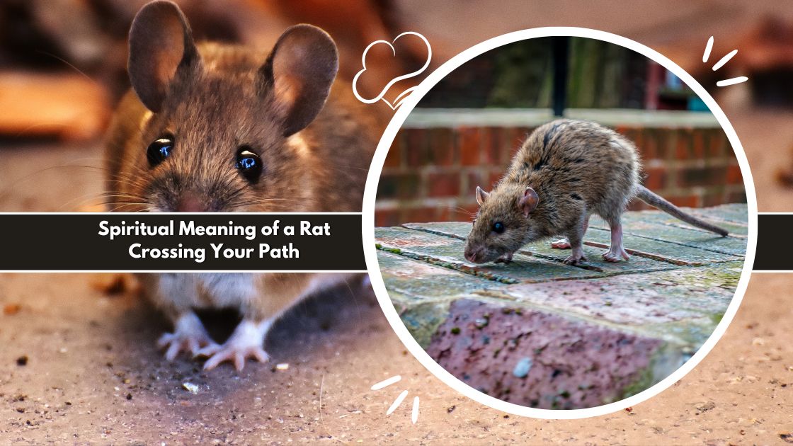Spiritual Meaning of a Rat Crossing Your Path