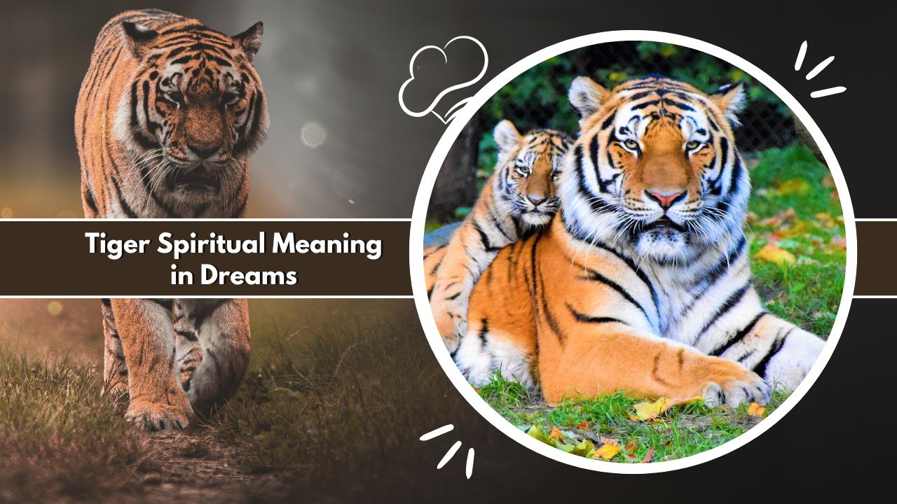 Tiger Spiritual Meaning in Dreams
