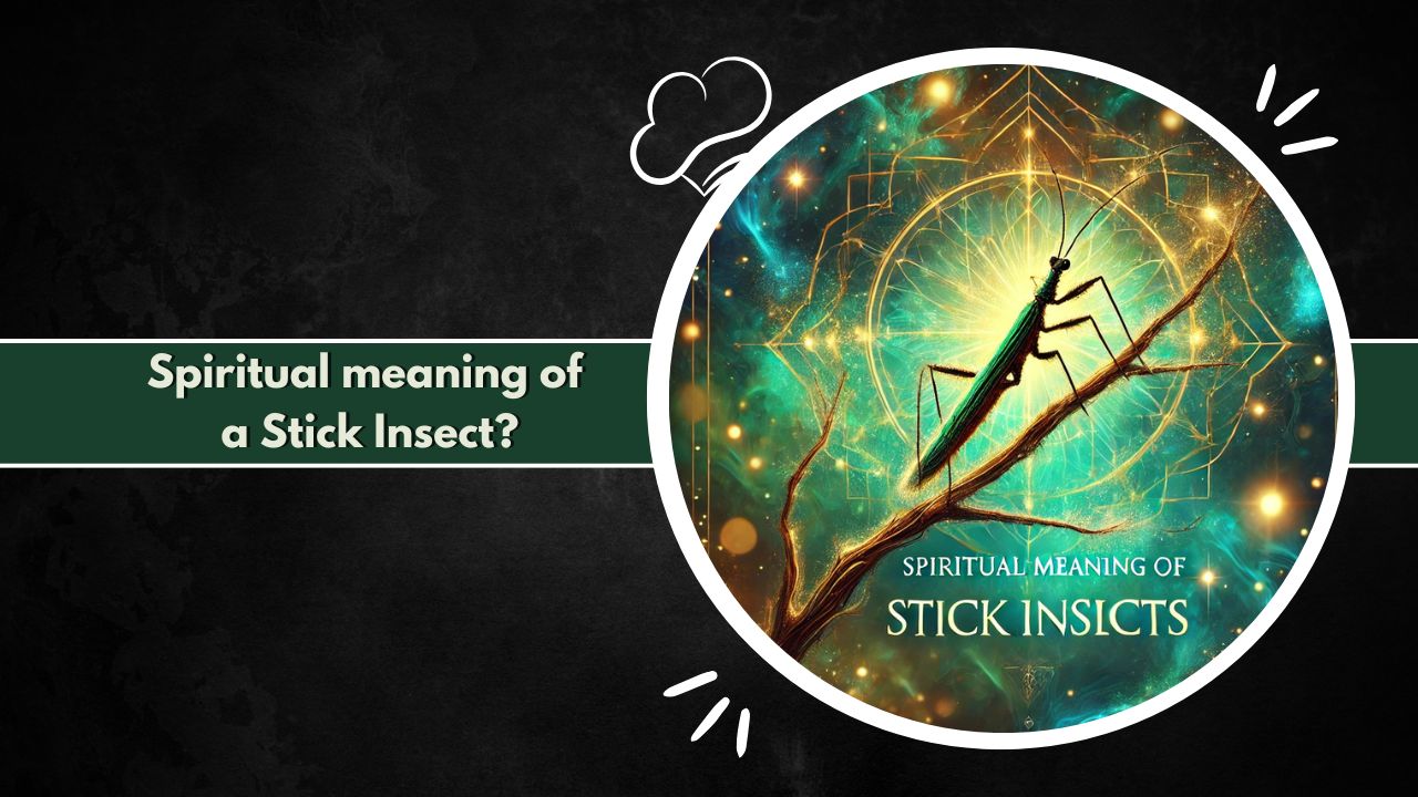 What is the spiritual meaning of a stick insect?